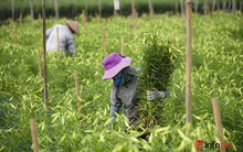 Tất bật thu hoạch 'hoa tháng 4' trong nắng ấm