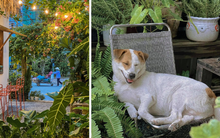 Quán cà phê Hội An hút gần 1 triệu view trên Instagram chỉ sau 1 khoảnh khắc