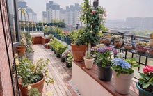 Một năm trồng được hơn 200 chậu cây, người mẹ trẻ biến hiên nhà thành khu vườn trên cao khiến ai nấy đều thấy ngỡ ngàng