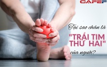 Bộ phận được mệnh danh là “trái tim thứ hai của cơ thể”, "ăng-ten” báo bệnh, nuôi sống một nửa số mạch máu nhưng tiếc là nhiều người ít quan tâm