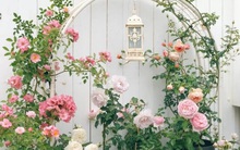 Bà mẹ trẻ trồng cả vườn hồng trên sân thượng rộng 33m²