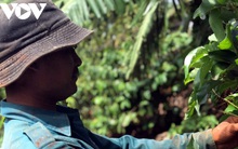 Đắk Lắk mất mùa bơ vì mưa trái vụ