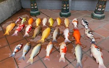 Chủ nhà sốc cực độ khi bể cá Koi gần tỷ đồng chết ngửa bụng sau một đêm