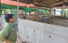 Lỗ, bỏ chuồng vì giá thức ăn chăn nuôi tăng liên tục