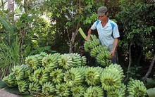 Hàng triệu tấn nông sản bí đầu ra