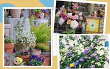 Từ ban công 16m² đến vườn hoa rộng 200m², mẹ đảm khiến chị em phải ghen tị với thành quả sau 1 năm chăm sóc