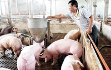 Nông dân 'treo' chuồng trại vì thua lỗ
