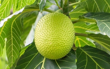 Loại quả xưa ở quê đầy không ai hái, giờ thành đặc sản được dân thành phố ưa chuộng, 70.000 đồng/kg