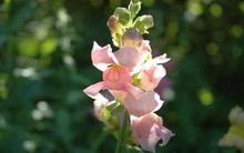 10 loại cây cảnh cực phù hợp để trang trí cửa sổ nhỏ xinh