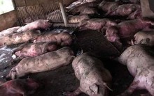 Sét đánh trúng trang trại, đàn lợn hơn 200 con của 1 gia đình chết la liệt