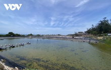 Tôm chết hàng loạt khiến nông dân Quảng Ngãi trắng tay