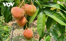 Hơn 100 thương nhân Trung Quốc đến Lục Ngạn để mua vải thiều