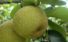 3 loại trái cây thích hợp làm món ăn vặt cho chị em phụ nữ, ăn thường xuyên giúp tiêu trừ mệt mỏi, đẹp phổi, giải đờm, giảm ho