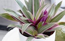 4 loại cây có lá đẹp hơn hoa, không cần đợi chúng nở đã đủ làm đẹp nhà