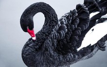 Sự sụp đổ của Terra Luna và stablecoin TerraUSD còn nghiêm trọng hơn cả một sự kiện Thiên nga đen của thị trường Crypto