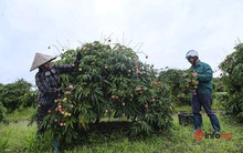 Trồng loại vải chín sớm giá cao ngất ngưởng, nông dân Hải Dương phấn khởi bỏ túi vài chục triệu mỗi sào