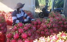 Giá thanh long tăng trở lại