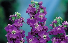 Cổ phiếu ngân hàng đua nhau tăng trần, gần chục mã "tím lịm"