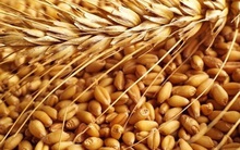 Giá lương thực thế giới tăng kỷ lục: Việt Nam nắm bắt thời cơ trong thách thức