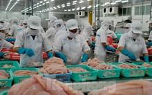 Thêm 6 nhà máy cá tra được phép xuất khẩu sang Mỹ