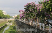 Bằng lăng đua nhau khoe sắc, nhuộm tím nhiều tuyến phố ở TP Vinh