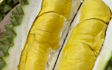 Sầu riêng giá 800.000 đồng/kg: Chưa khuyến cáo trồng