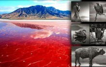 Hồ nước đỏ ở Tanzania này sở hữu siêu năng lực biến hầu hết các sinh vật thành đá