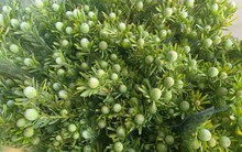 Thứ cành quả đẹp lạ mắt cắm chơi cả tháng, giá siêu tiết kiệm khiến người chơi hoa mê mẩn