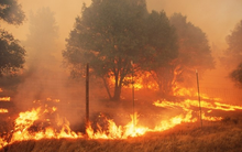 Trí tuệ nhân tạo ngăn chặn cháy rừng, mất điện