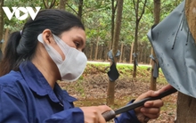 Mủ cao su tăng giá, nông dân và công nhân phấn khởi