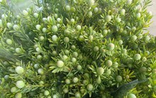 Thứ cành quả đẹp lạ mắt cắm chơi cả tháng, giá siêu tiết kiệm khiến người chơi hoa mê mẩn