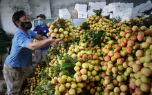 Vải sớm được giá, thương lái thu mua tận vườn