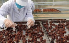 Kỳ vọng từ hợp tác kinh tế Việt - Nhật