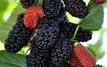 Thứ quả được ví là "thuốc trường thọ" giúp khoẻ thận, ngủ ngon: Không xa lạ với người Việt