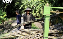 Giá tăng mạnh, người trồng mía phấn khởi vì có thu nhập cao