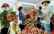 Gần 450.000 đồng/kg vải thiều tại Mỹ