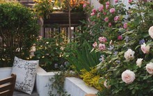 Chỉ rộng vỏn vẹn 30m², khu vườn sân thượng có đến 400 loại thực vật