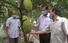 Giá nông sản phía Nam tăng trở lại