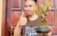 Ông bố chuyên đi lang thang "nhặt cây đào rác" về làm bonsai kiếm bạc triệu, đòi mua nguyên cả căn nhà chỉ để nhổ mỗi mầm cây mọc trên tường!