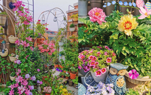 Khu vườn sân thượng nhỏ xíu, tuy diện tích có hạn nhưng sở hữu vô vàn các loài hoa