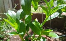 Lan đột biến hết thời hét giá trên trời, mua cả trăm triệu bán giá tiền triệu, người chơi lan mừng rớt nước mắt còn cắt lỗ được