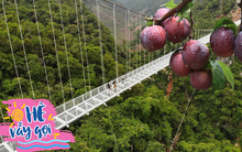 Hè này về Mộc Châu thưởng thức mận chín cây, nhất định phải ghé qua cầu kính Bạch Long: Địa điểm sống ảo đẹp tựa chốn bồng lai tiên cảnh