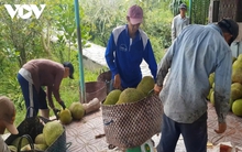 Giá mít giảm mạnh chỉ còn 3.000 đồng/kg, người trồng lỗ nặng