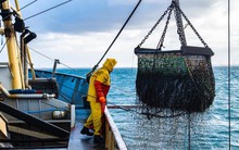 Góc kinh tế học: Bi kịch tài sản công - càng miễn phí càng lãng phí