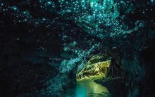 Cận cảnh hang động phát sáng huyền bí nhất thế giới, nơi được mệnh danh là bầu trời sao dưới lòng đất