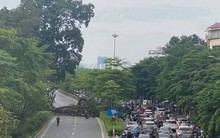Hà Nội ùn tắc sáng đầu tuần do cành cây đa cổ thụ gãy đổ, chắn ngang đường