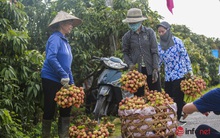Giá cao gấp đôi, người trồng vải bán cả chục tấn, thu hàng trăm triệu đồng