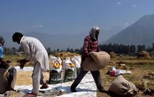 “Bão giá” lương thực còn kéo dài, có thể sắp “sốt” giá gạo