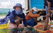 Tôm hùm Phú Yên tăng giá nhẹ