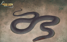 Loài bò sát quý hiếm được phát hiện ở Việt Nam: Chuyên gia Mỹ bối rối vì chưa gặp bao giờ